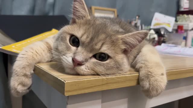 The lazy little cute came out today