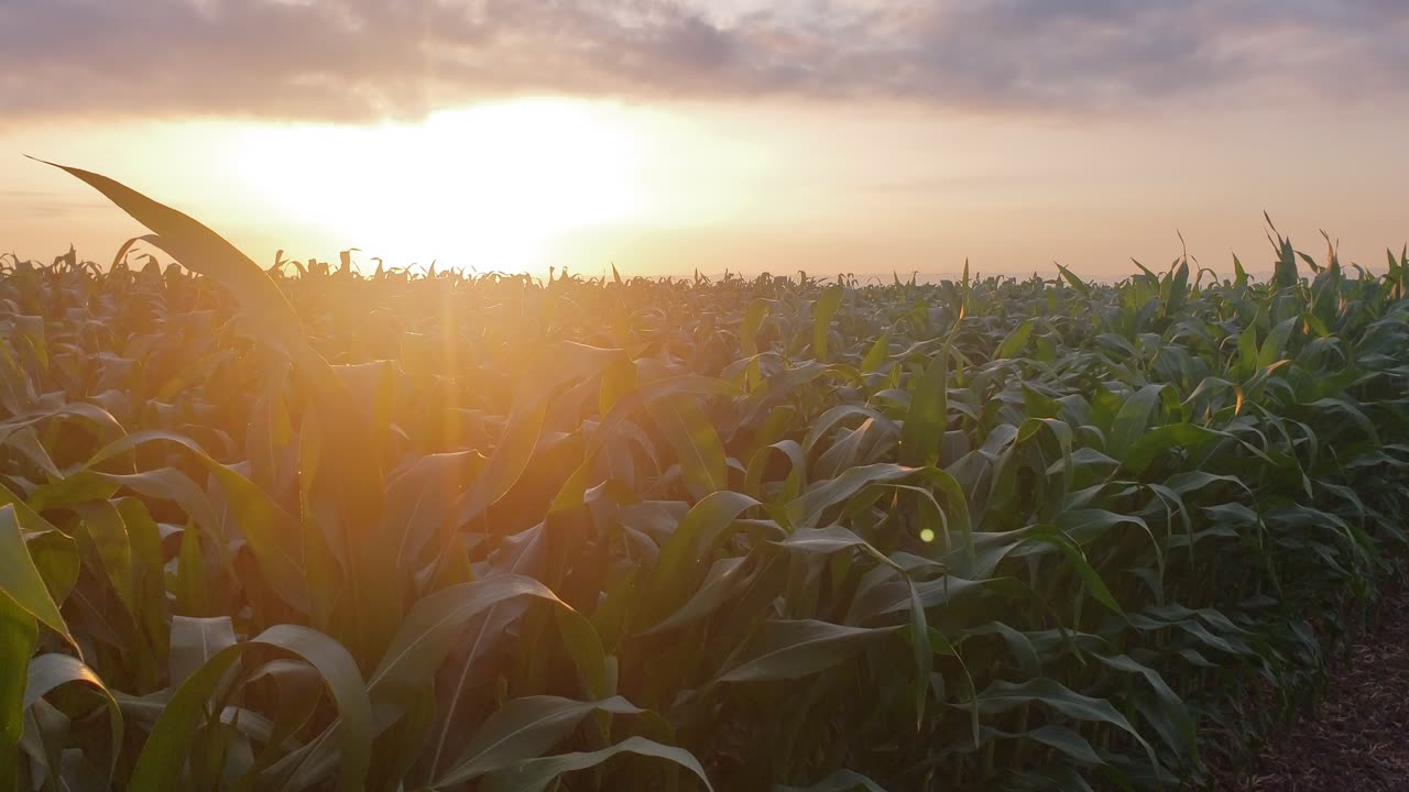 wheat field before sunset