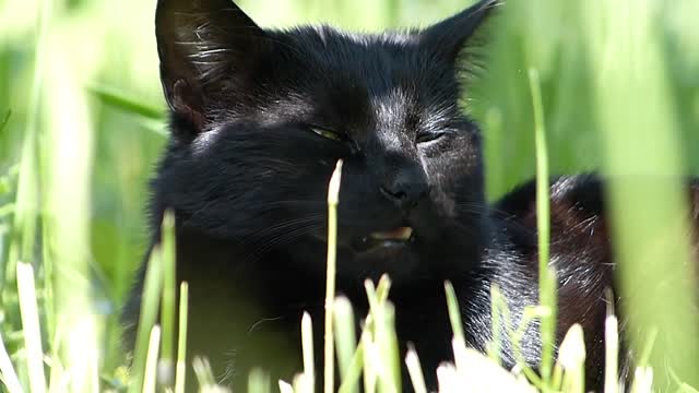 !cat!cat video!animal video!love animal