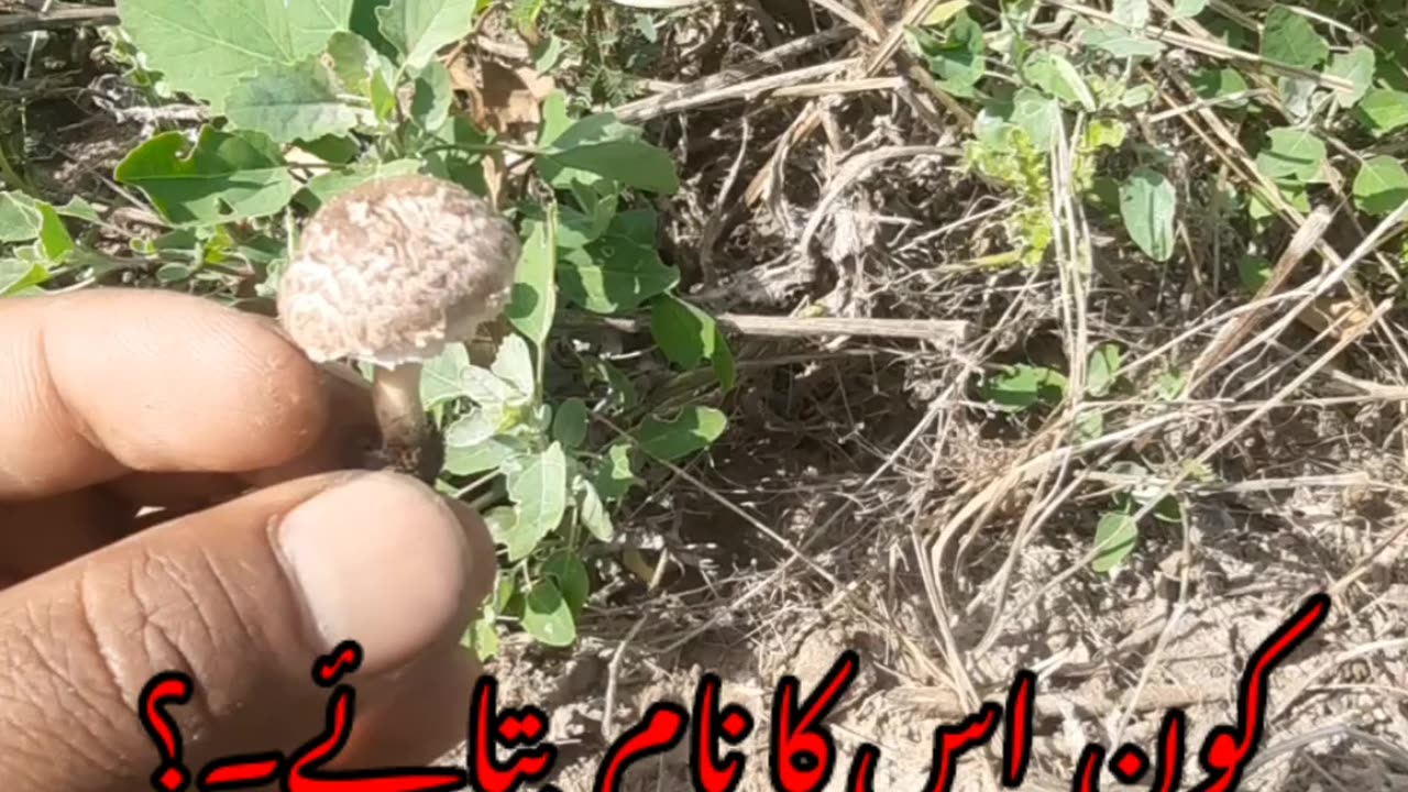 Changa Manga Forest اس چیز کا نام کون جانتا ہے