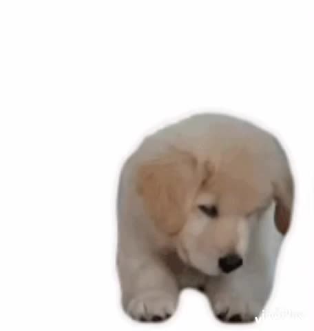 Cute Puppy Gif! 🐶