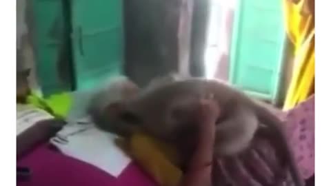 Monkey visit his sick friend