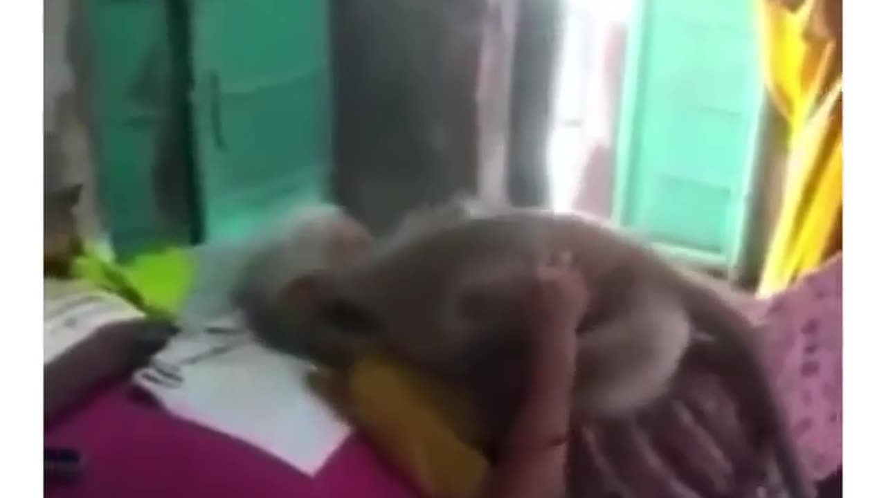 Monkey visit his sick friend