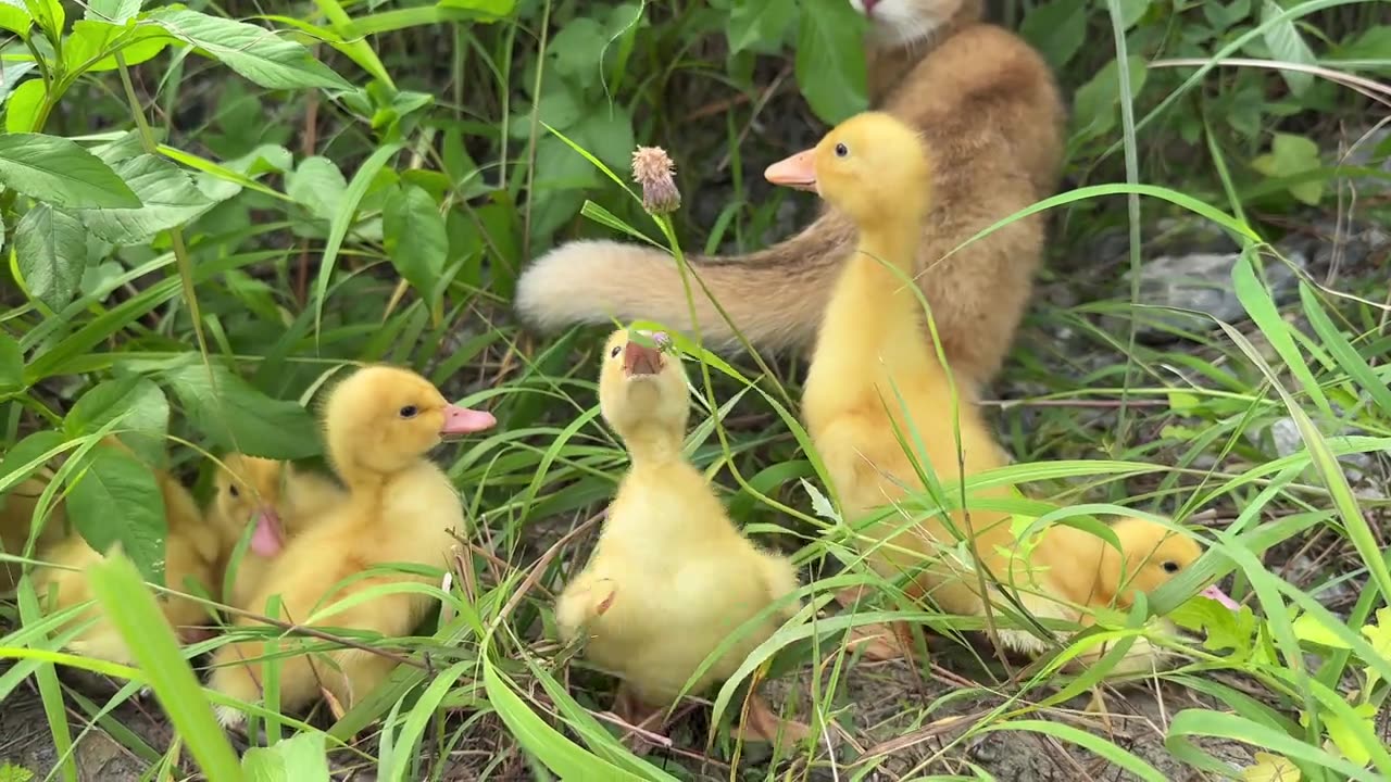 The kitten takes the little yellow duck to swim