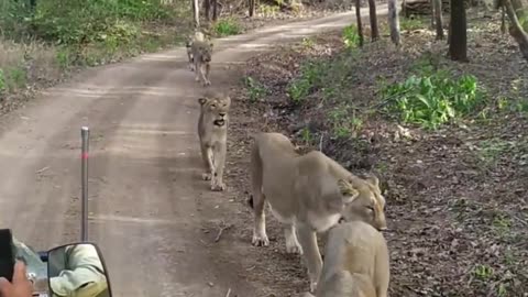 Lion Kind accident