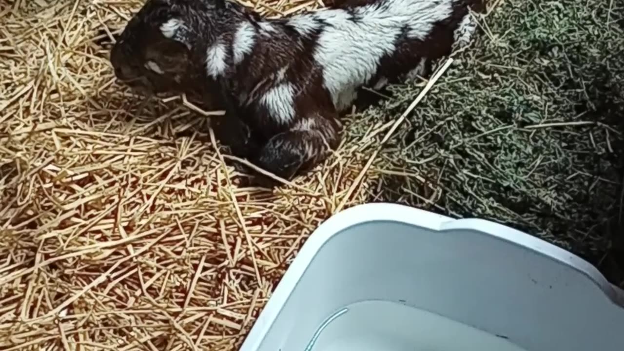 New born kid getting it's legs