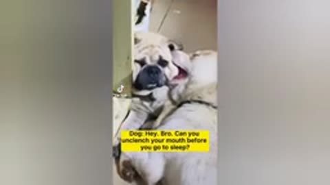 Funniest Animals Video - Funny Dogs And Cats - Try Not To Laugh Animals