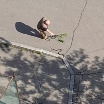 Directing a snake to where?