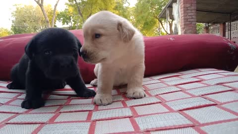 19.days old Labrador retriever apple head puppies book your lovely pet