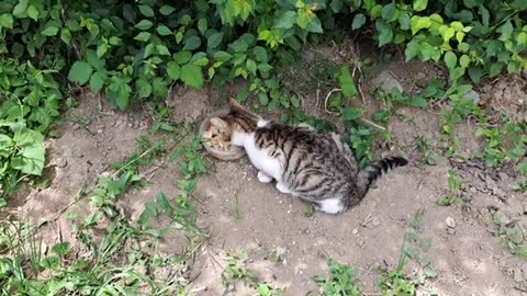 A cute cat who is too lazy to eat food.