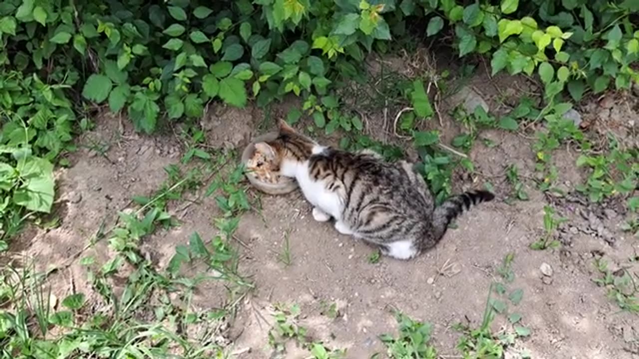 A cute cat who is too lazy to eat food.