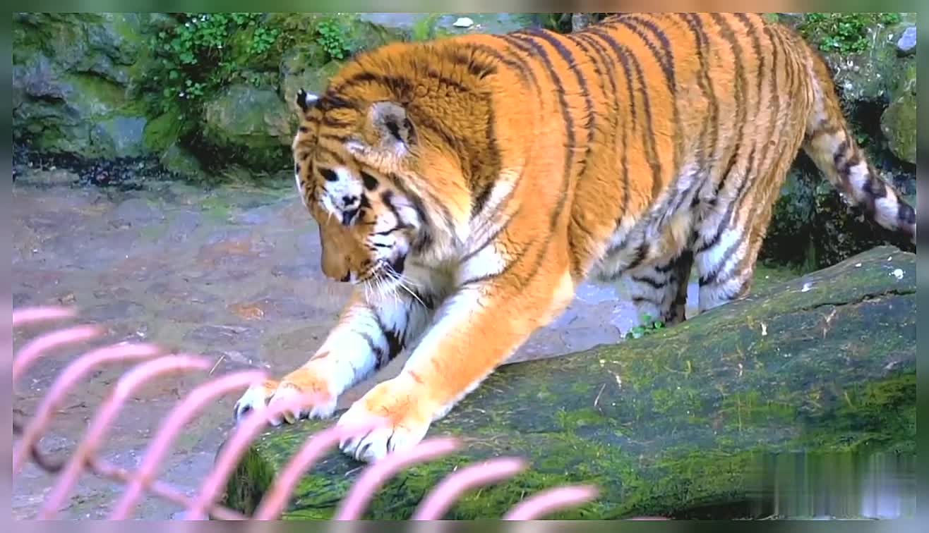 Wildlife Beautiful Wildlife Nature Beautiful Nature Wild Animals Royal Bengal Tiger