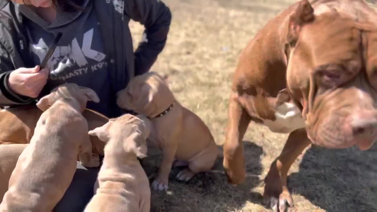 Look at these Cute Baby Monsters PUPPIES ❤️