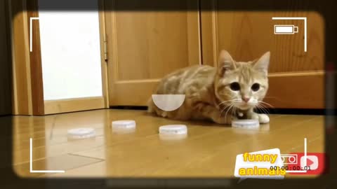 the smartest cat you've ever seen!