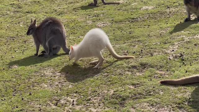 Cute baby kangaroo and adult kangaroos