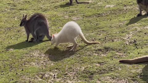 Cute baby kangaroo and adult kangaroos