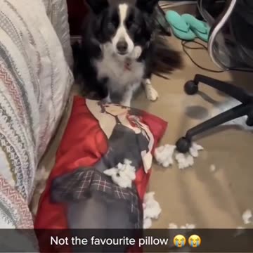 Dog cutes funny video |Funny animal videos| try not to laugh