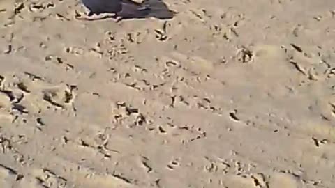 Pigeon eating on the beach