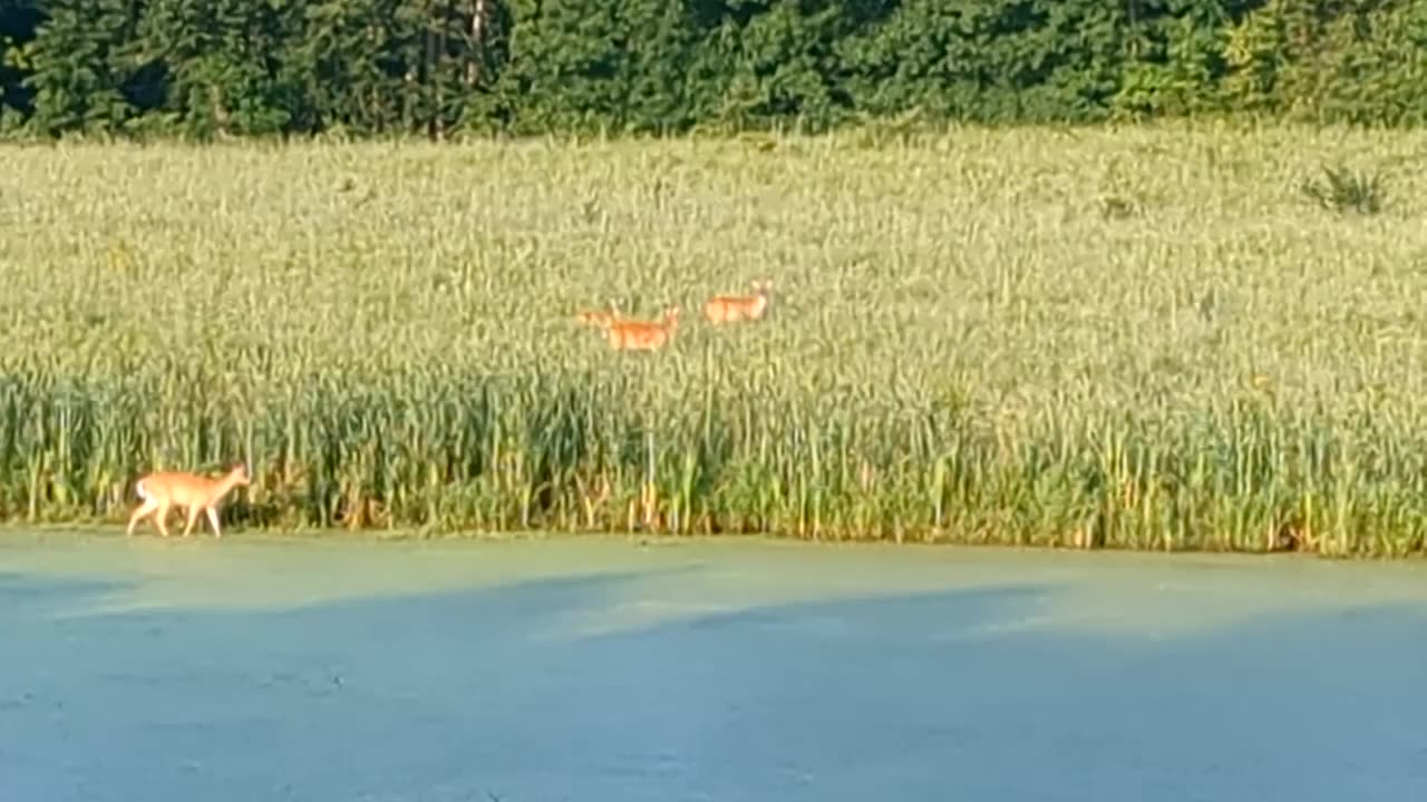 Deer on the Butler Prairie - morning 24 July 2023