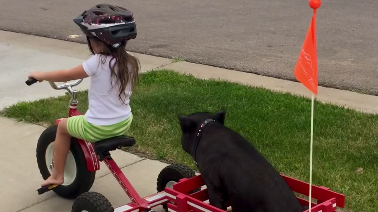 Mini Pig Loves a Tricycle Ride