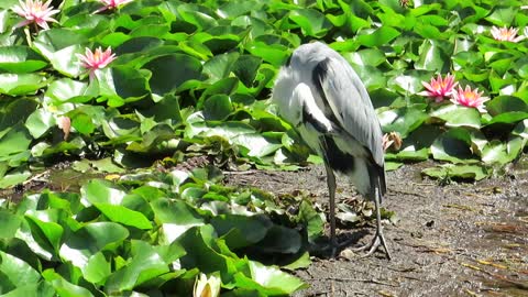 A crane that cleans his body