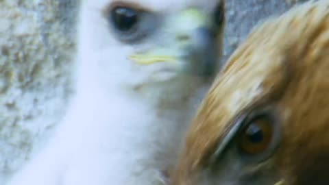 Wildlife with a natural perspective & Funs