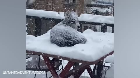 Dogs Reacting To First Snow