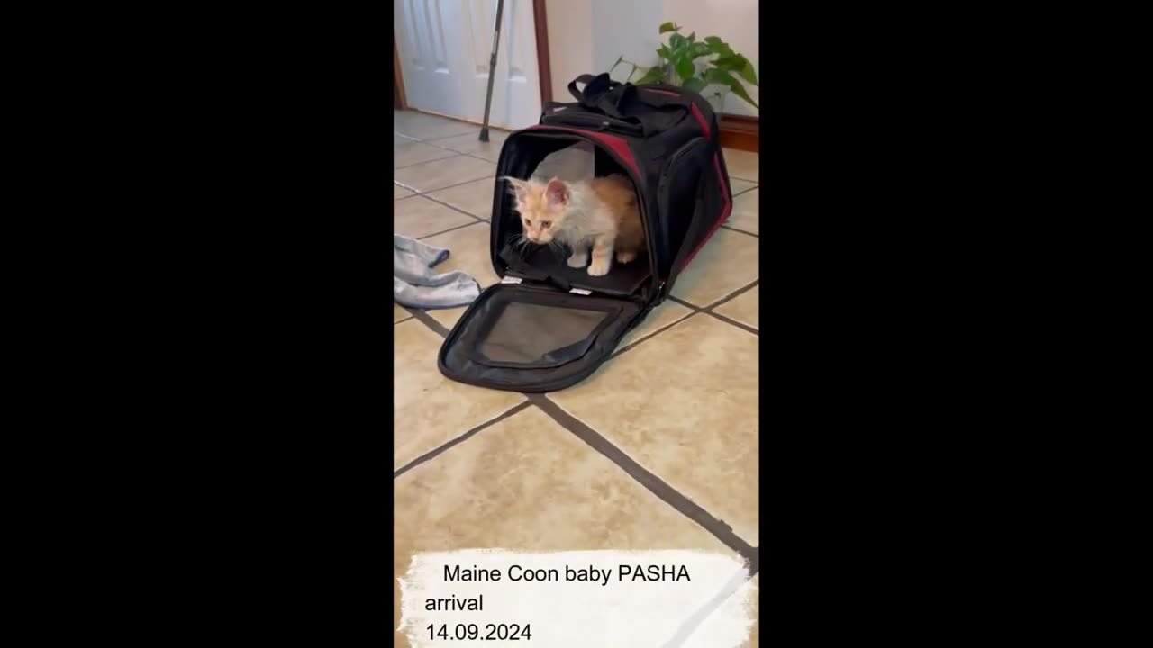 Maine Coon baby Pasha arrival 14,09.2024