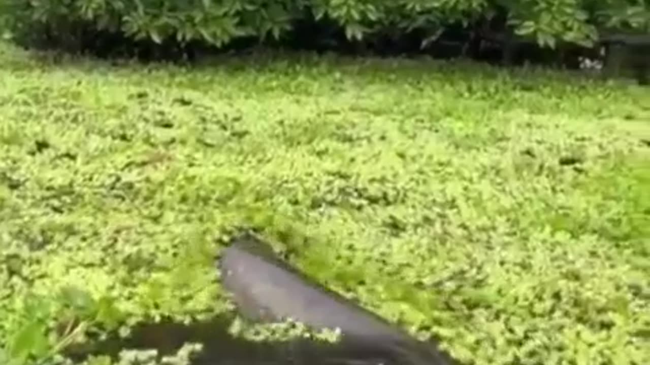Is That Fish Or snake
