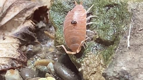 Isopod hang out