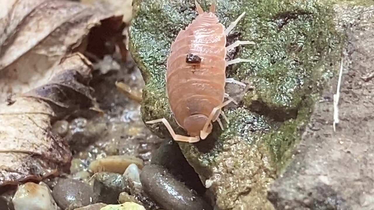 Isopod hang out