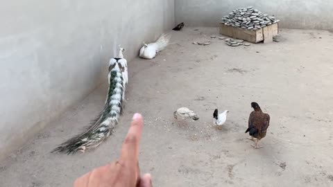 Sb Pigeons ko Bahir Khola Aj😍