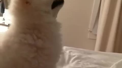 A Cute Cat Sneezing on own bed, very Funny Clip.🐈👃