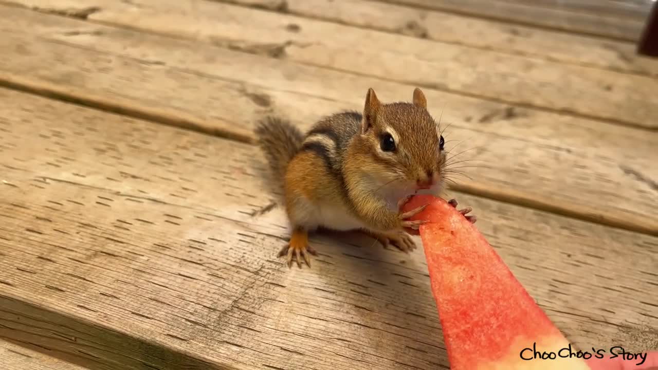 수박 먹는 아기 다람쥐들 한달 사이 얼마나 컸을까_ How Much Do Baby Chipmunks Grow Up In A Month_