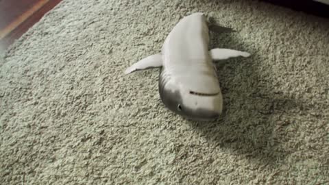 When a SHARK plays Dead. 😱😱👏👏