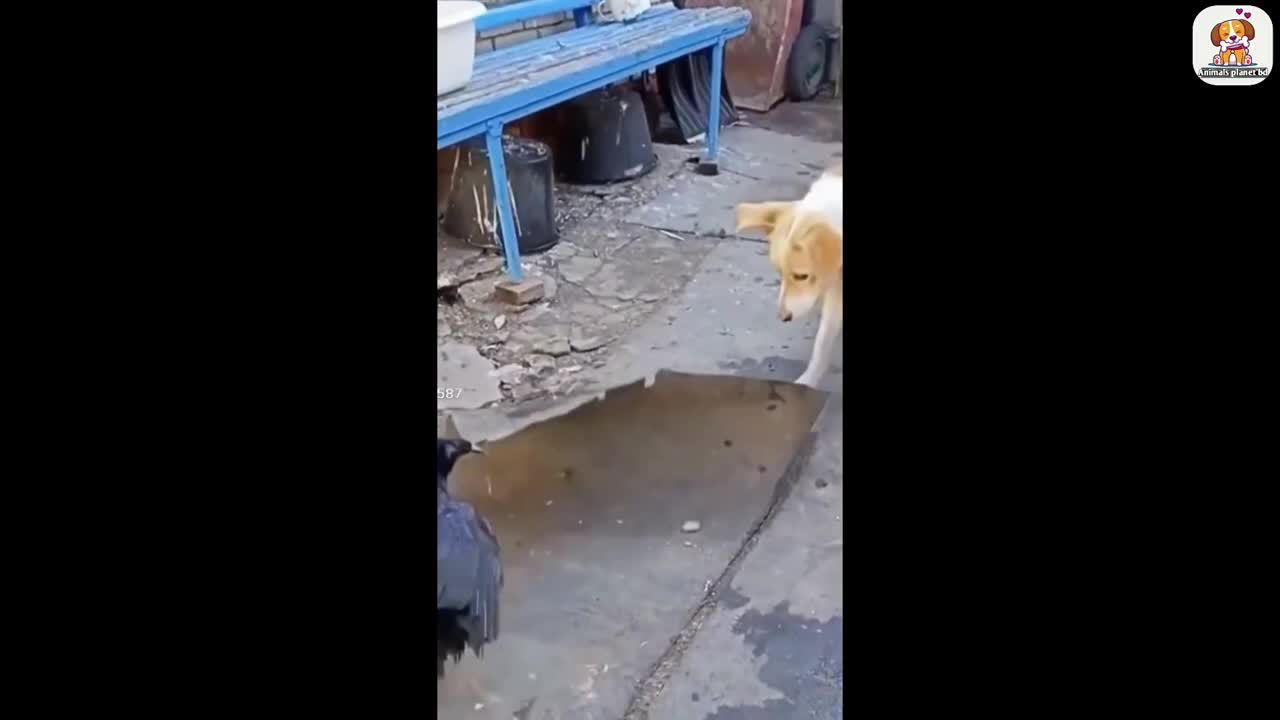 Funniest animals-Best of the funny videos 2022