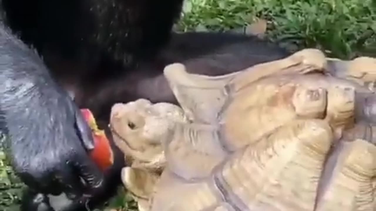 Gorilla And Turtle Friendship