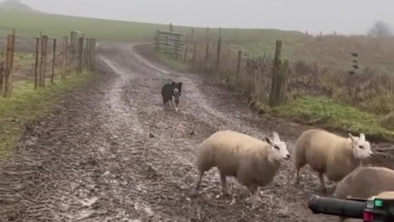 Sheepdog is really good boy