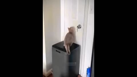 Cat funny videos jump cat