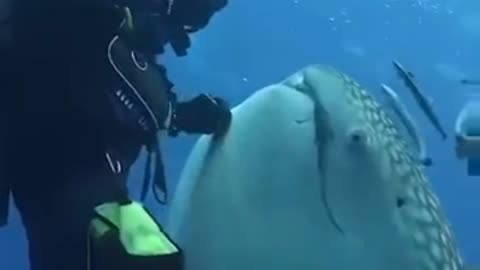 beautiful whale shark