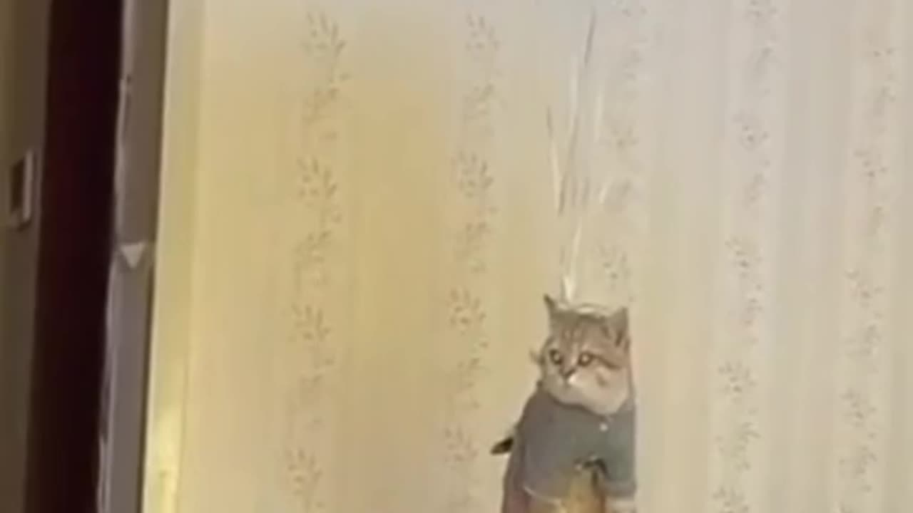 Cat funny video