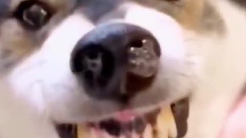 Let's Dance With These Dogs And Cats 🐕🐕 | Funny Dog Videos