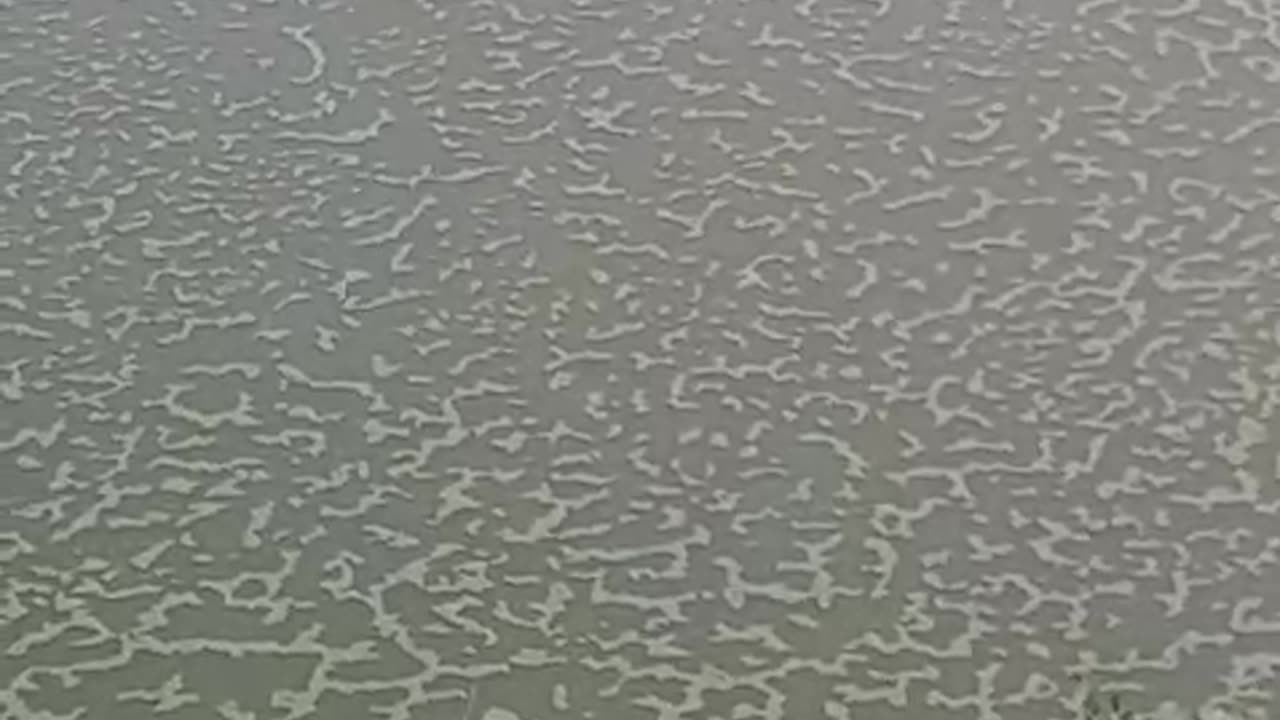 Pond water and its beauty