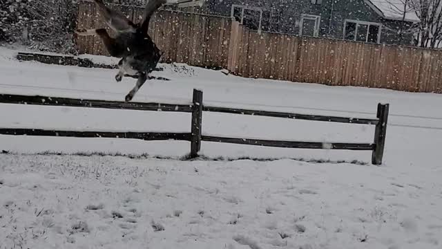 Dog Excited to Catch Snowflakes