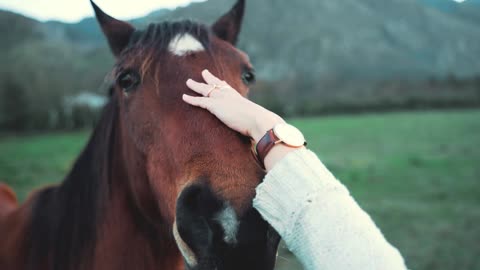 Beautiful Horse #short #rumble