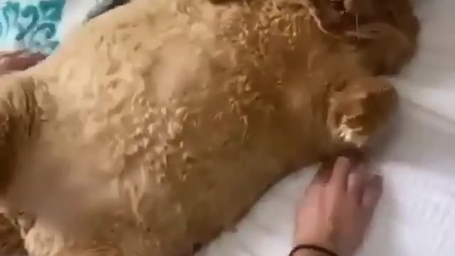 Chubby kitty😍😍