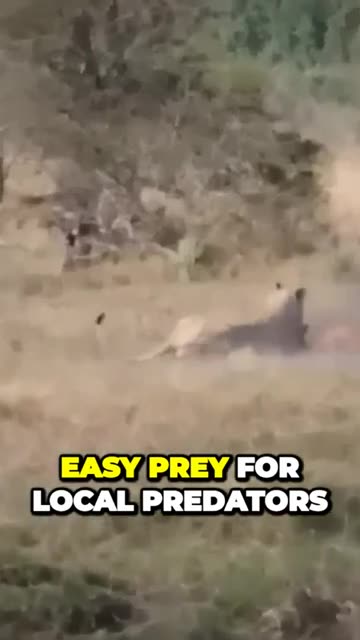 Unleashing the Wild How Zebras and Elephants Defend Themselves from Predators #shorts