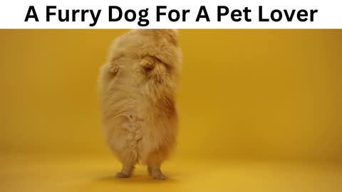 A Furry Dog For A Pet Lover