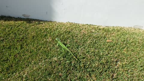 Iguana makes a run for it!