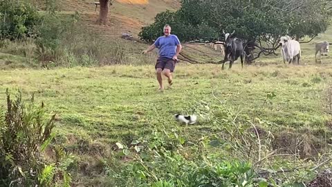 Man Narrowly Escapes Charging Cattle